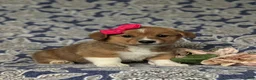 Welsh Corgi Pembroke dogs for sale: Maxie AKC Registered - Ad 3