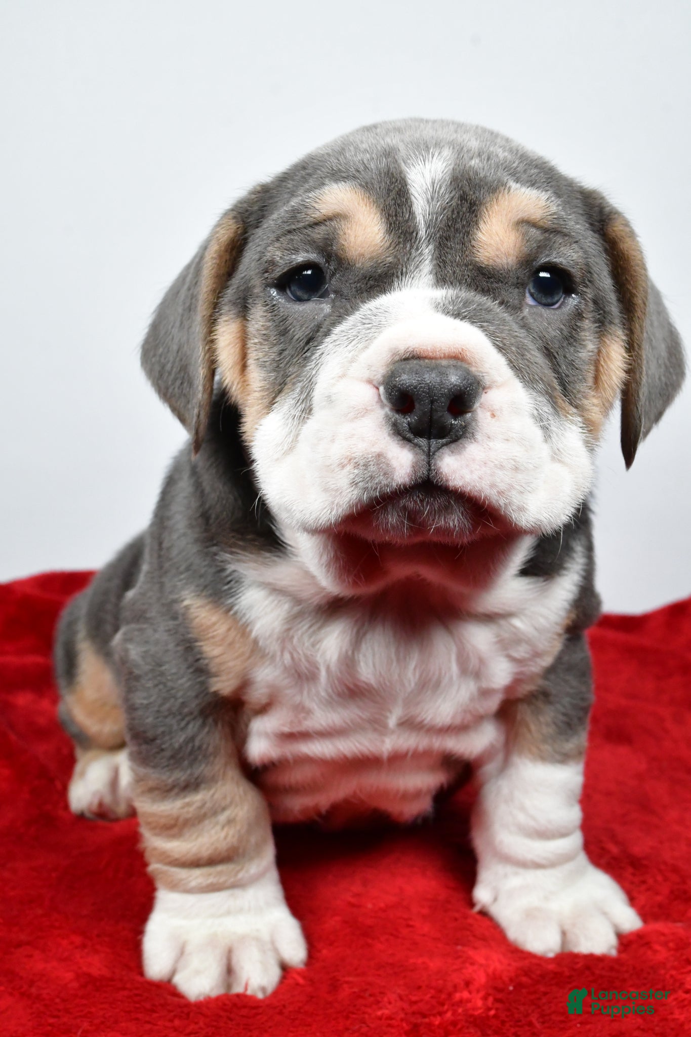 Beabull dogs Cash - Ad 2