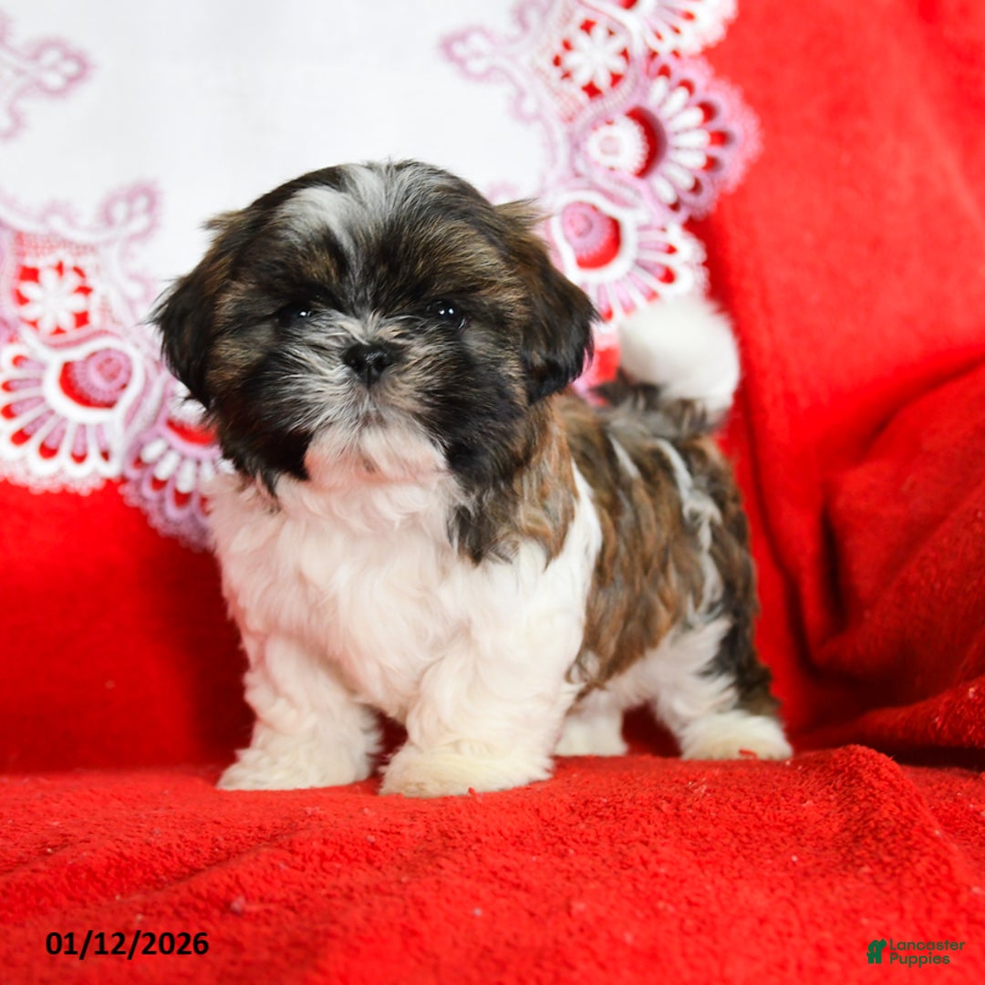 Shih Tzu dogs for sale: Yeti - Ad 1