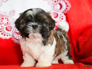 Shih Tzu dogs Yeti - Ad 16