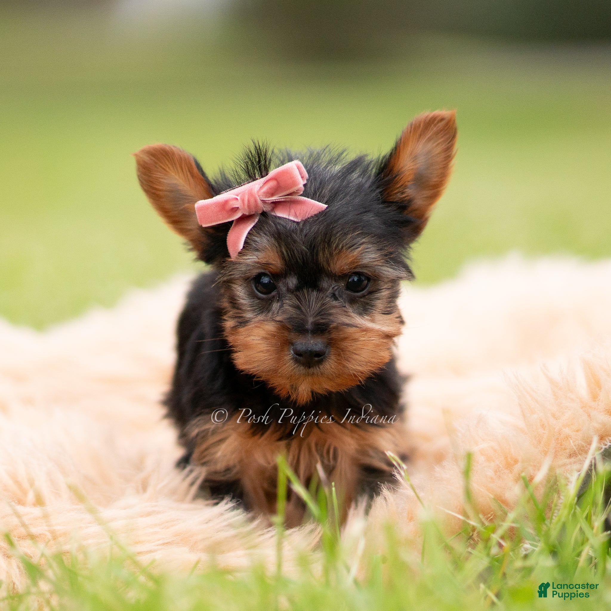 Yorkshire Terrier dogs Ellie - Ad 36