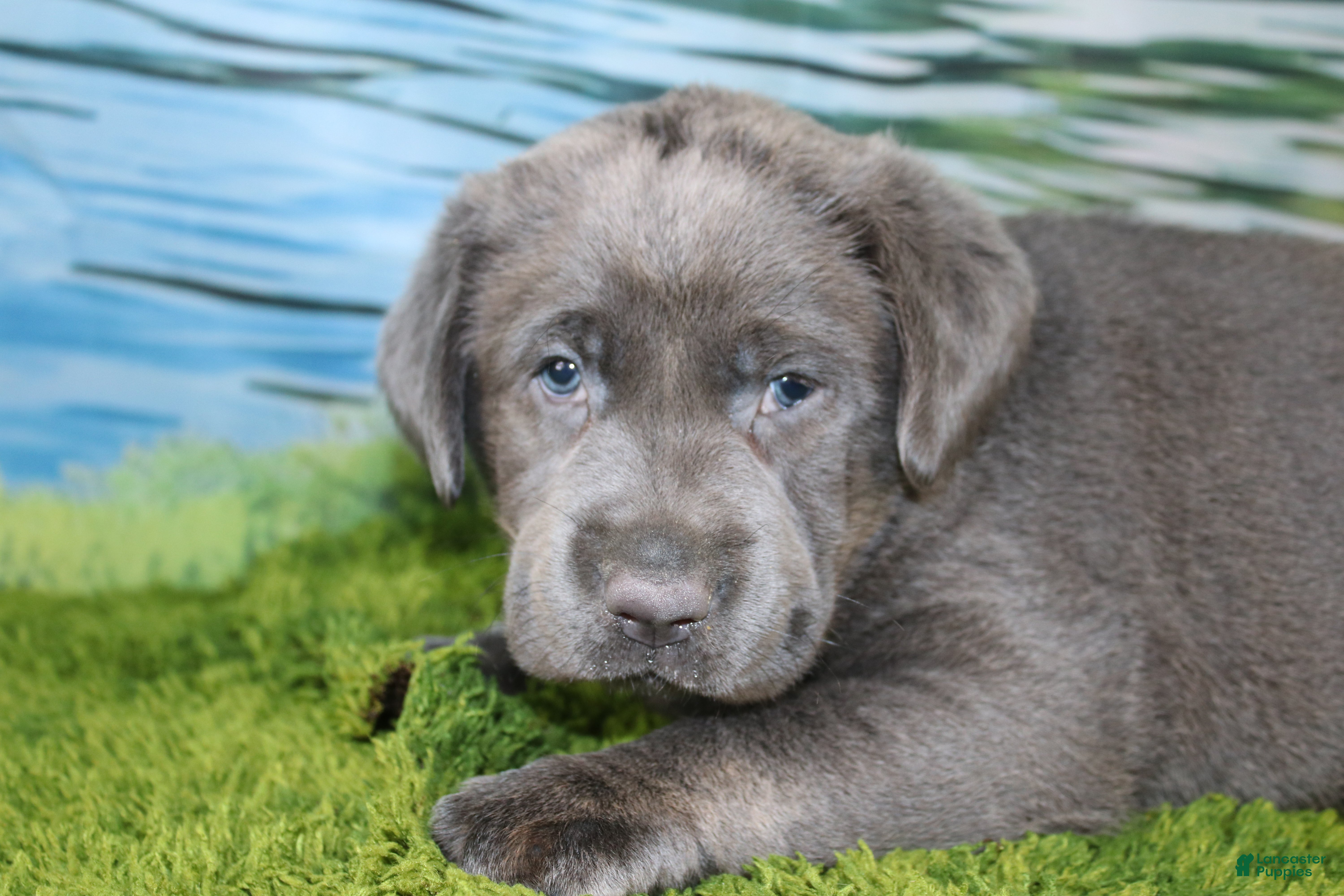 Labrador Retriever dogs Wren - Ad 33