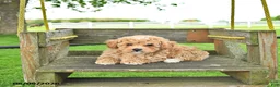 Mixed Breed dogs for sale: Chase - Ad 3