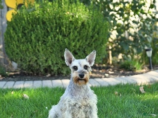 Miniature Schnauzer dogs - Ad 7