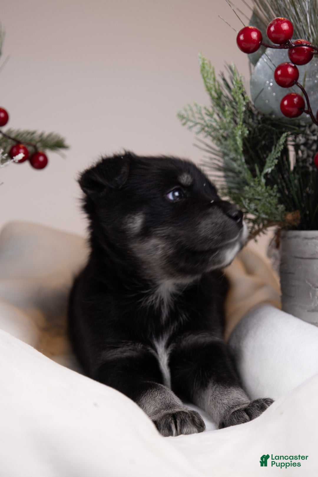 Goberian dogs for sale: Bear - Ad 28