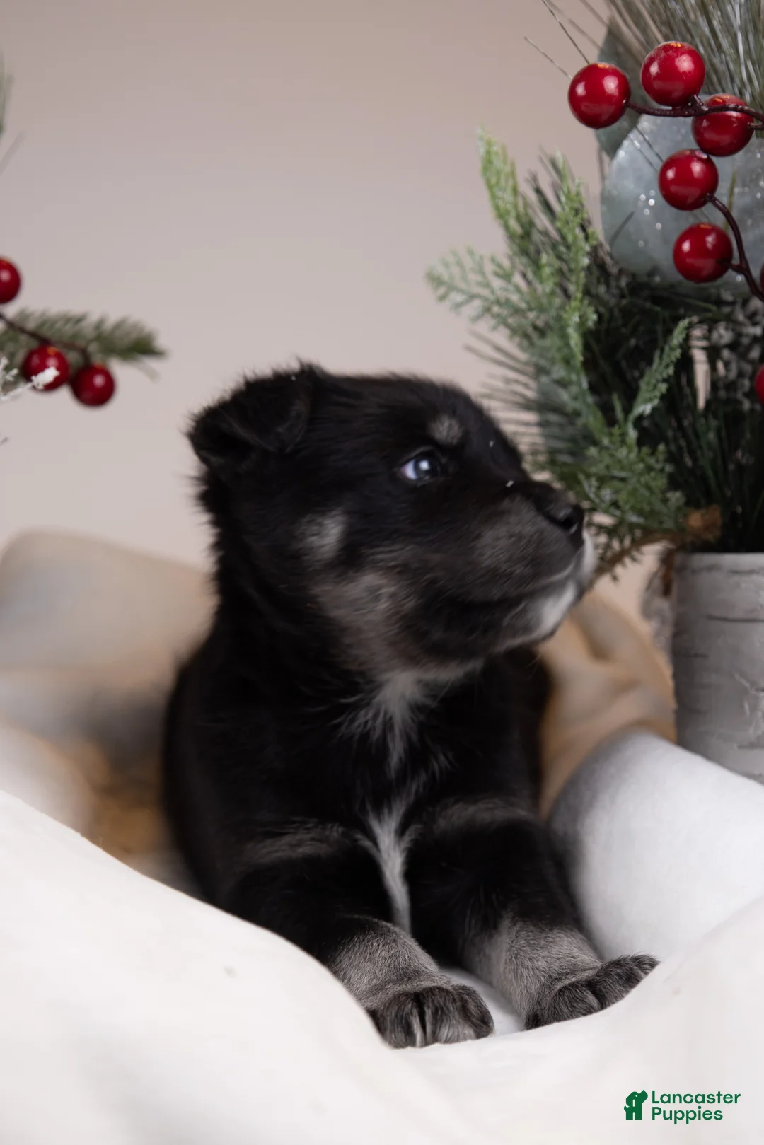 Goberian dogs for sale: Holly - Ad 7