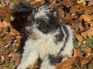 Miniature Schnauzer dogs Patches - Ad 8