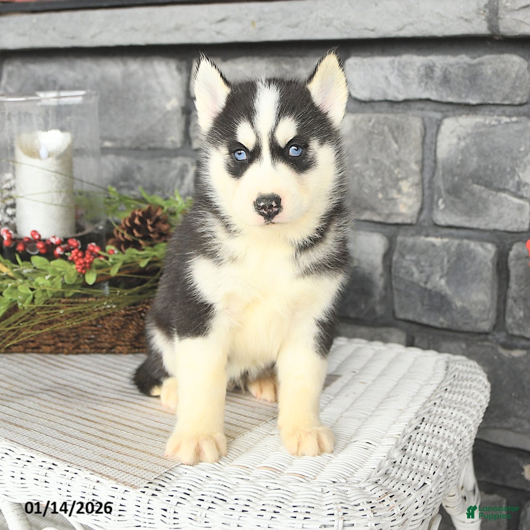 Siberian Husky dogs for sale: Laker - Ad 3