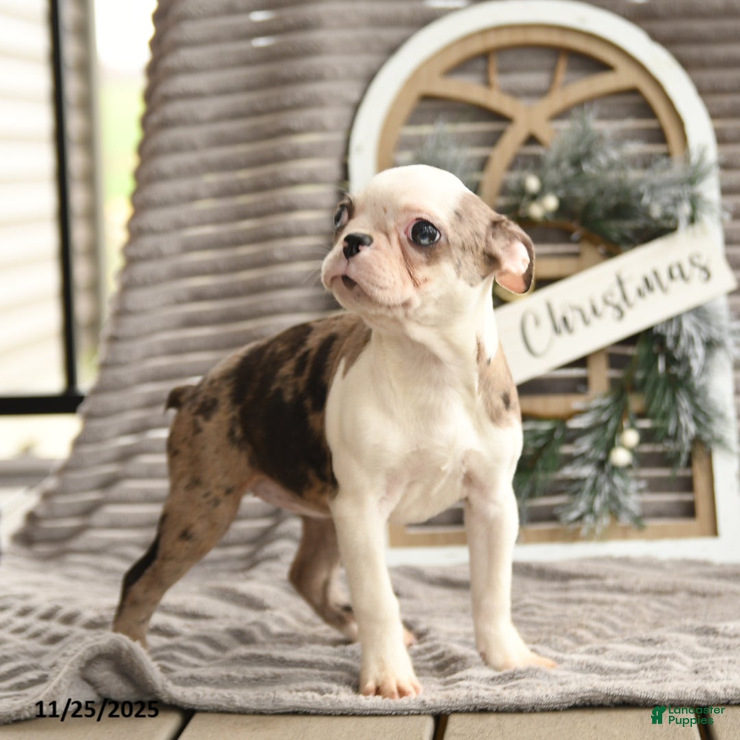 Boston Terrier dogs for sale: Kenzie - Ad 4