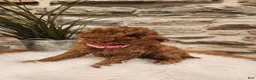 Mini Goldendoodle dogs for sale: BAILEY - Mini Goldendoodle Puppy 8 - Ad 2