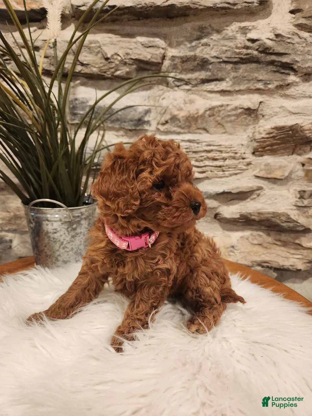 Mini Goldendoodle dogs for sale: BAILEY - Mini Goldendoodle Puppy 8 - Ad 2