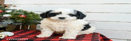 Mini Bernedoodle dogs for sale: Cream Puff - Ad 4