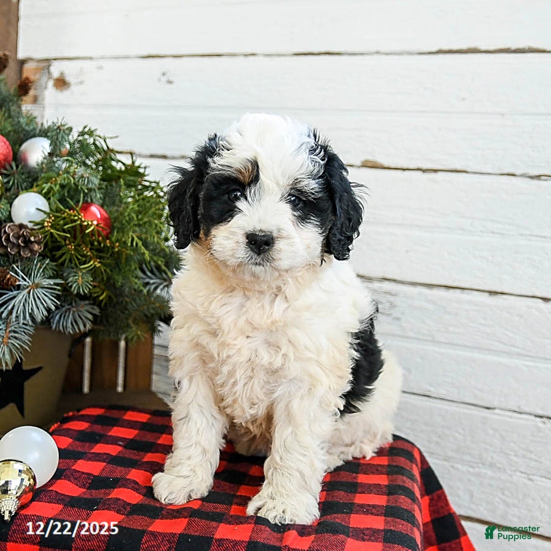 Mini Bernedoodle dogs for sale: Cream Puff - Ad 4