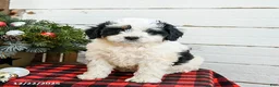 Mini Bernedoodle dogs for sale: Cream Puff - Ad 4