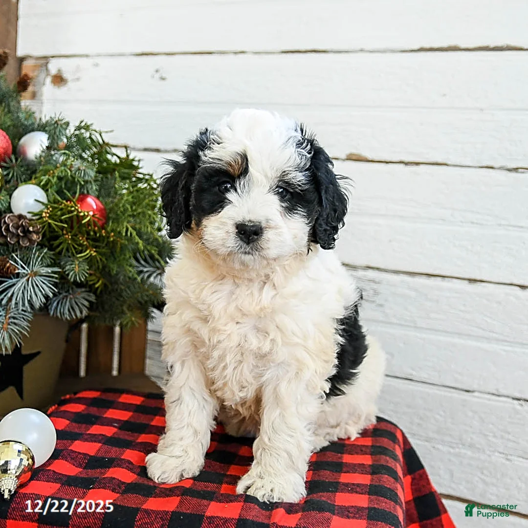 Mini Bernedoodle dogs for sale: Cream Puff - Ad 4