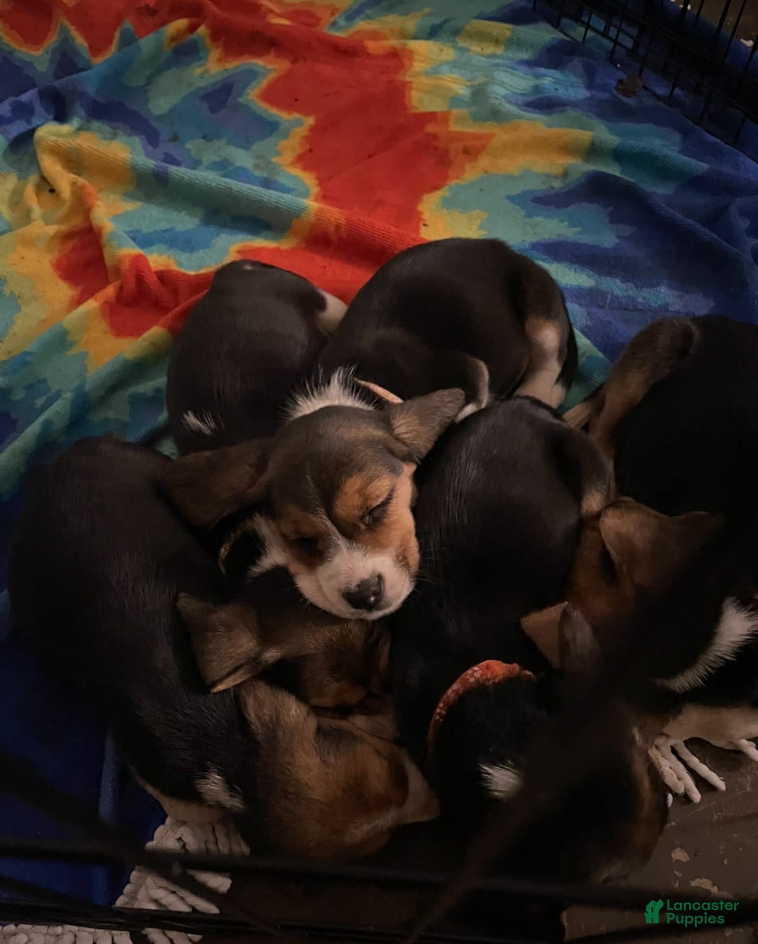 Gallery Image {{count}}