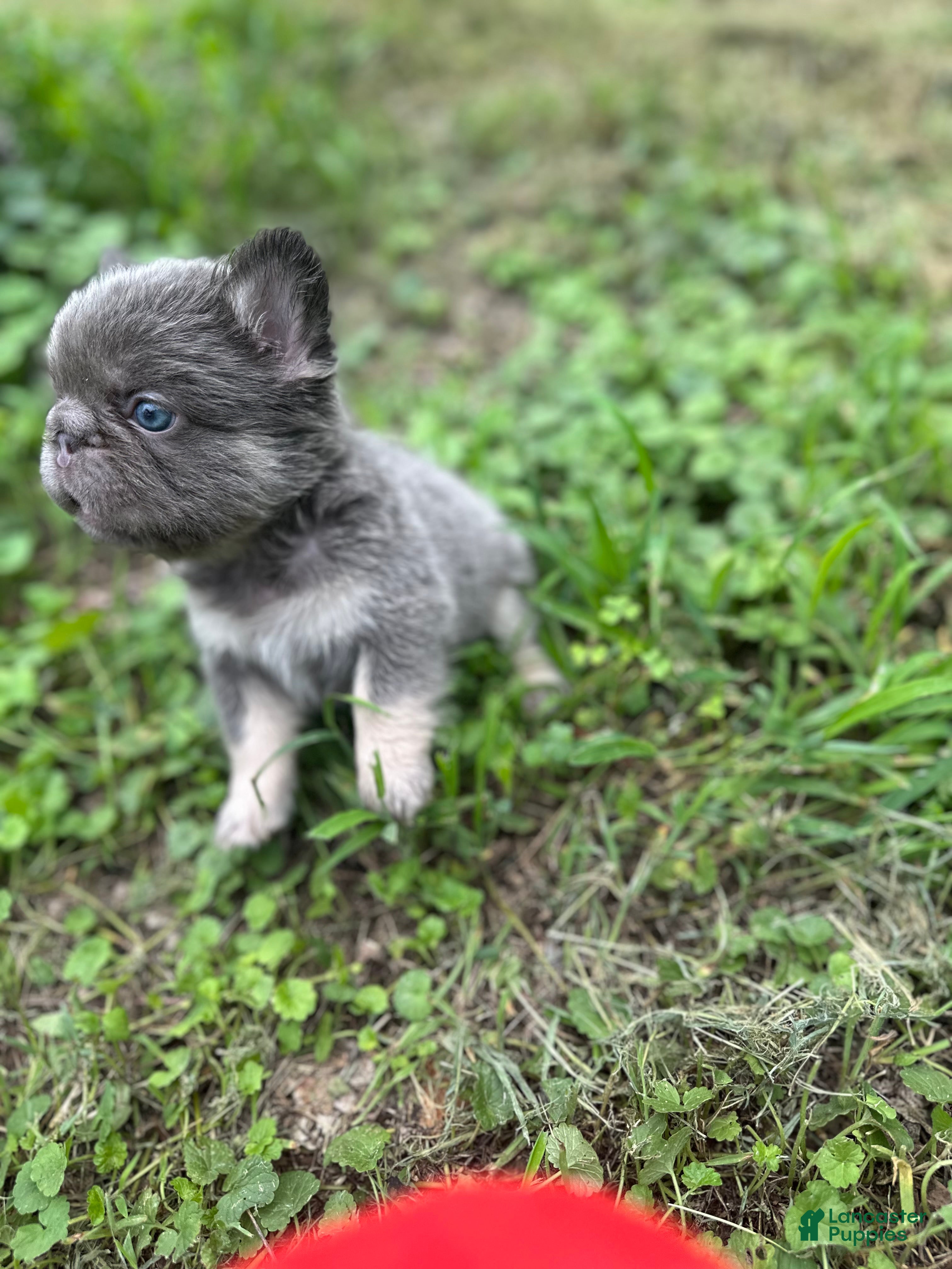 French Bulldog dogs French Bulldog 3 - Ad 1