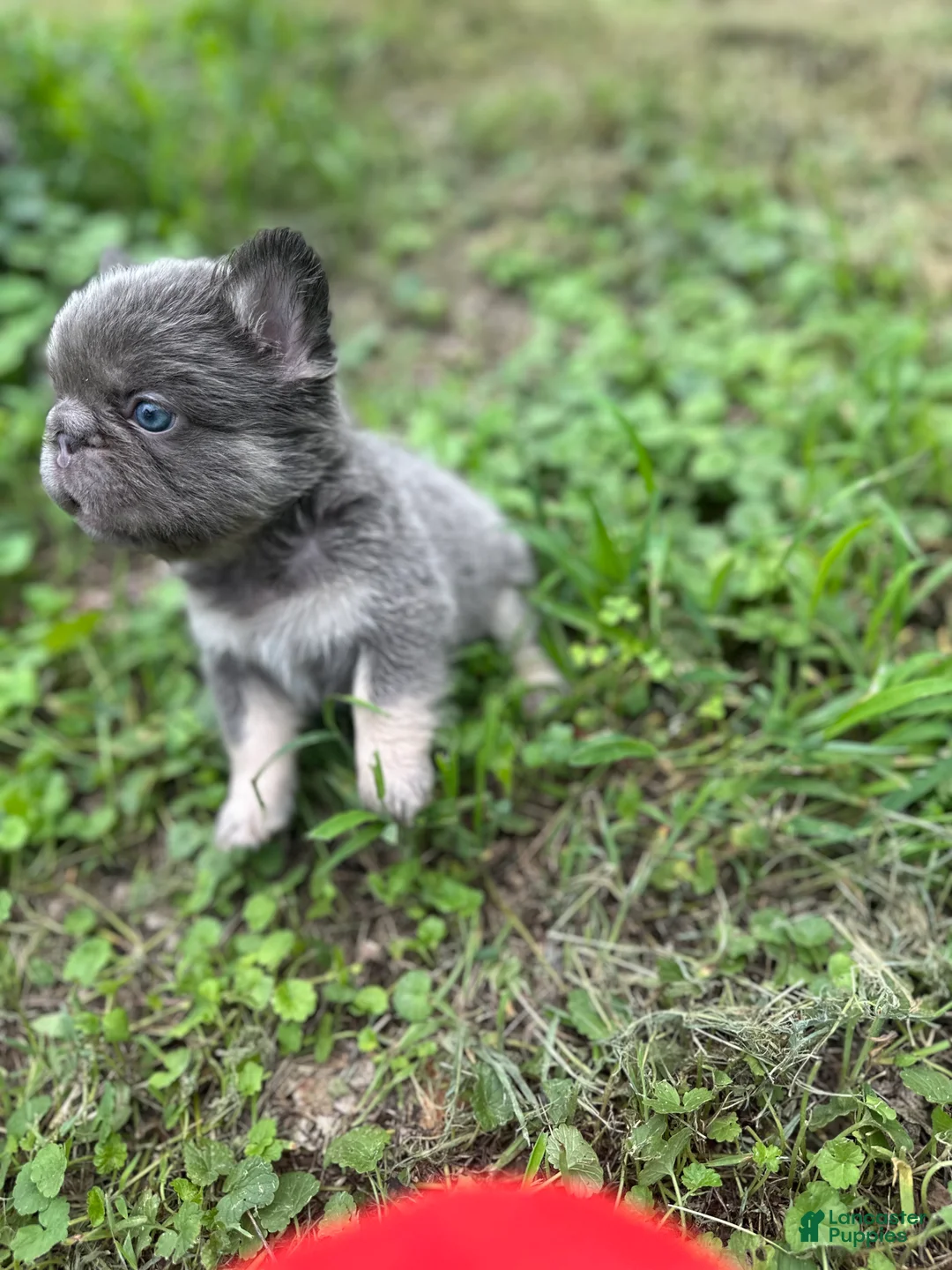 French Bulldog dogs for sale: French Bulldog 3 - Ad 1