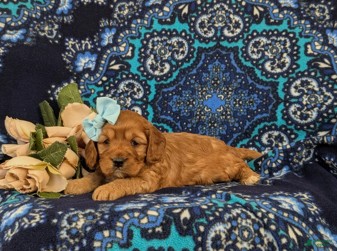 Cockapoo dogs for sale: Hana - Ad 5