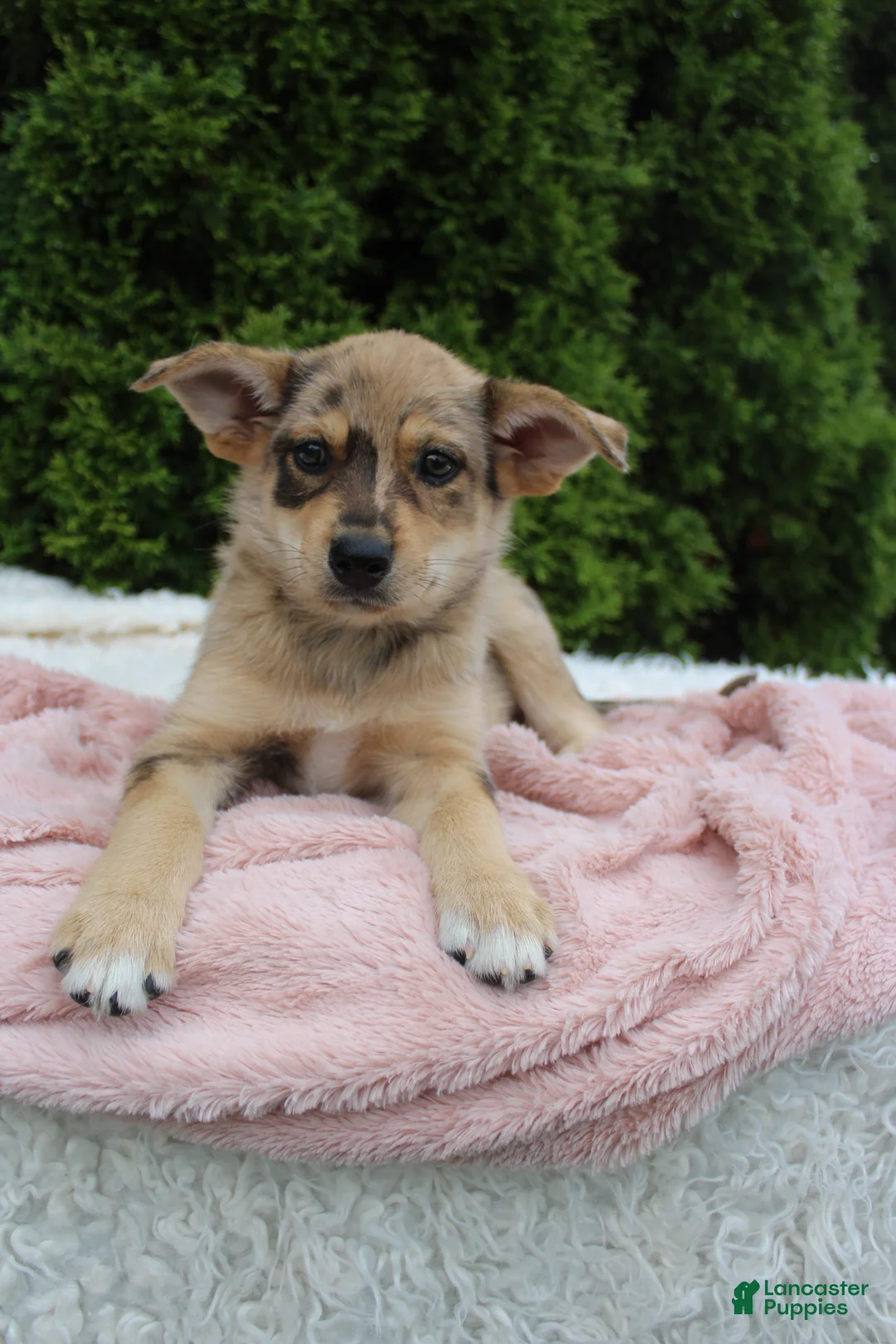 Mixed Breed dogs for sale: Lottie - Ad 5