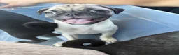Pug dogs for sale: Julian - Ad 4