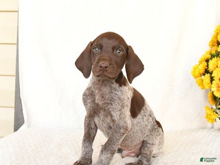German Shorthaired Pointer dogs - Ad 18