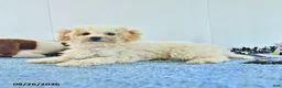 Bichpoo dogs for sale: Harry - Ad 14