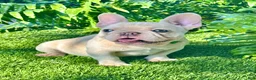 French Bulldog dogs for sale: French Bulldog Puppy 2 - Ad 4
