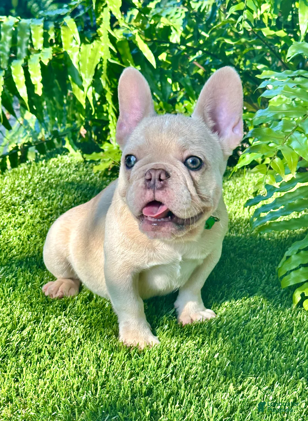 French Bulldog dogs for sale: French Bulldog Puppy 2 - Ad 4