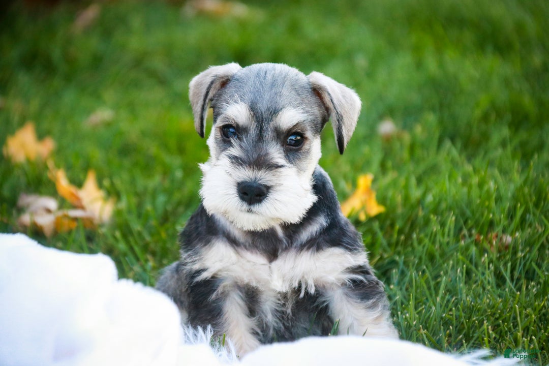 Miniature Schnauzer dogs for sale: Nicholas - Ad 8