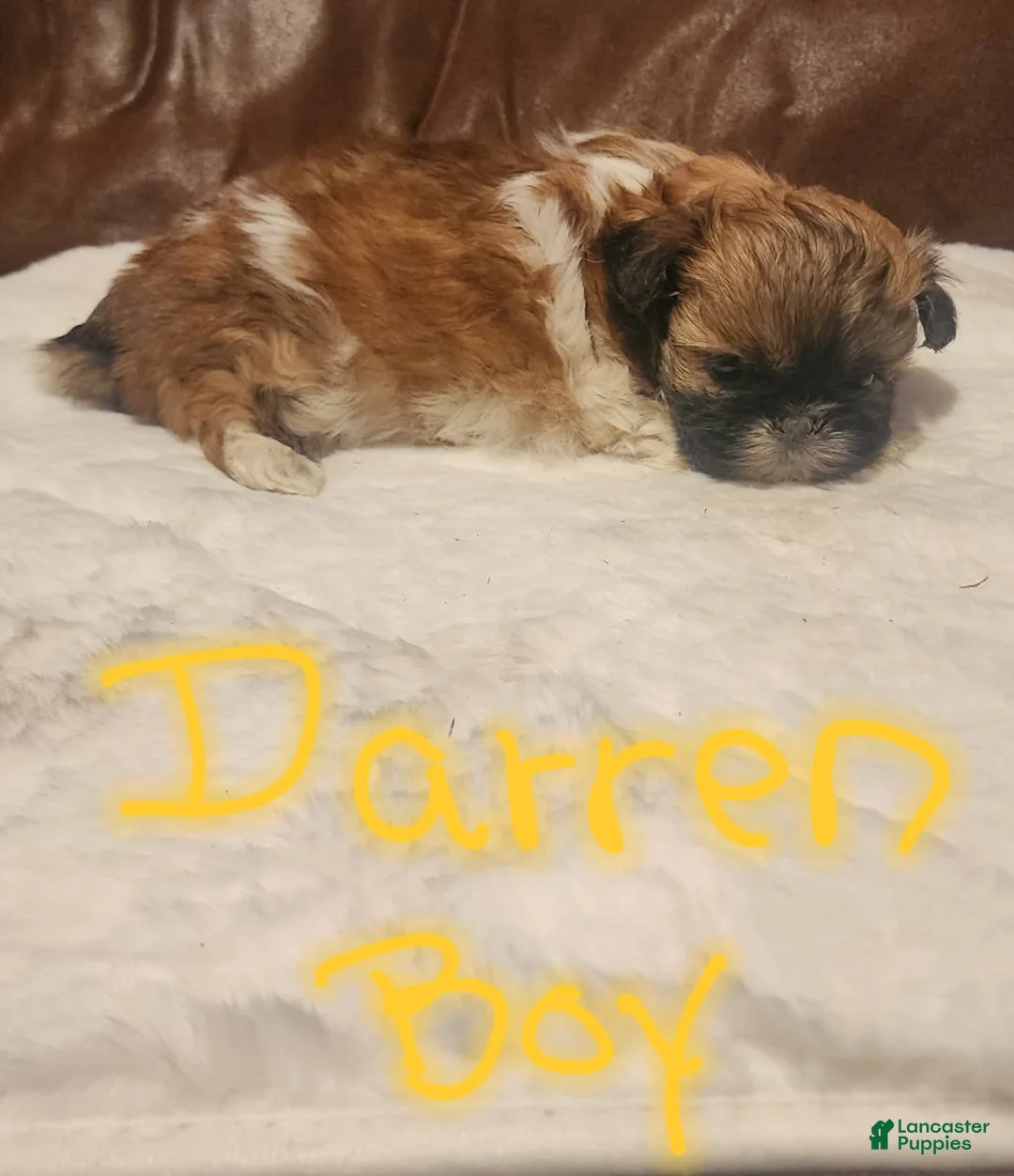 Shih Tzu dogs for sale: Darren - Ad 1