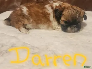 Shih Tzu dogs for sale: Darren - Ad 3