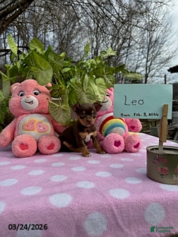 Chihuahua dogs Leo - Ad 1