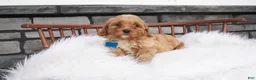 Cavapoo dogs for sale: Fritz - Ad 4