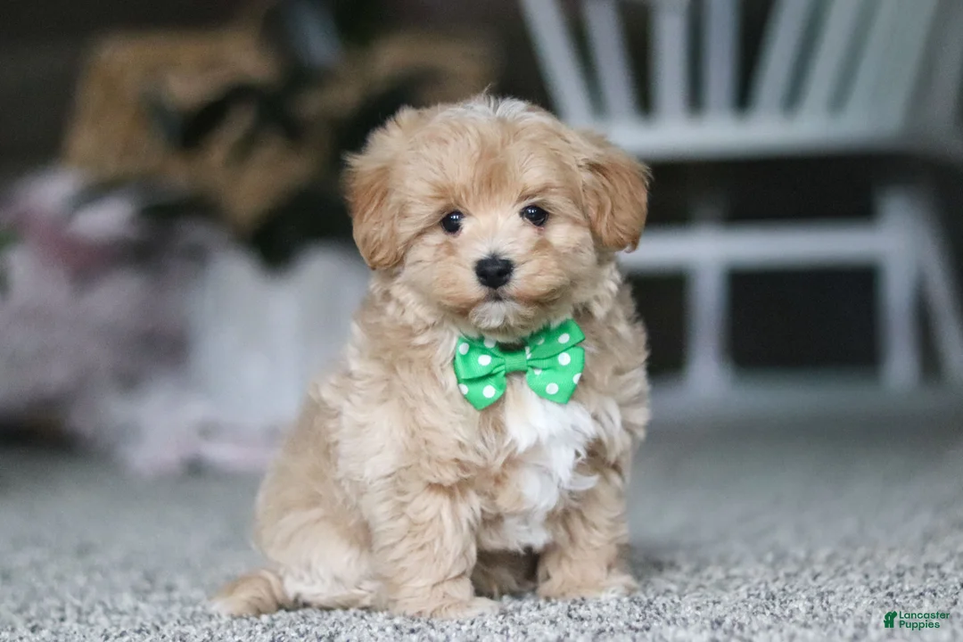 Havapoo dogs for sale: Rhett - Ad 1