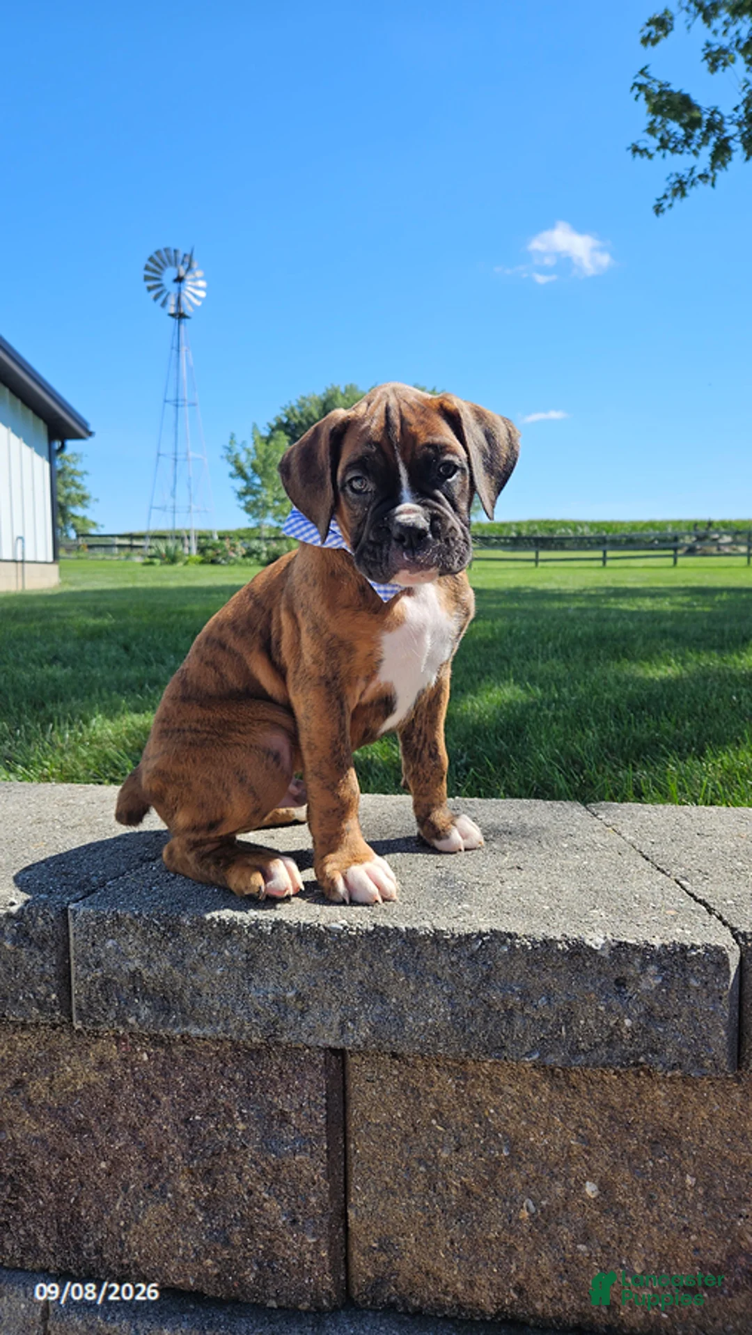 Brock Boxer for sale in Fredericksburg | Lancaster Puppies