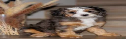 Mixed Breed dogs for sale: The Queen Sandra - Ad 2