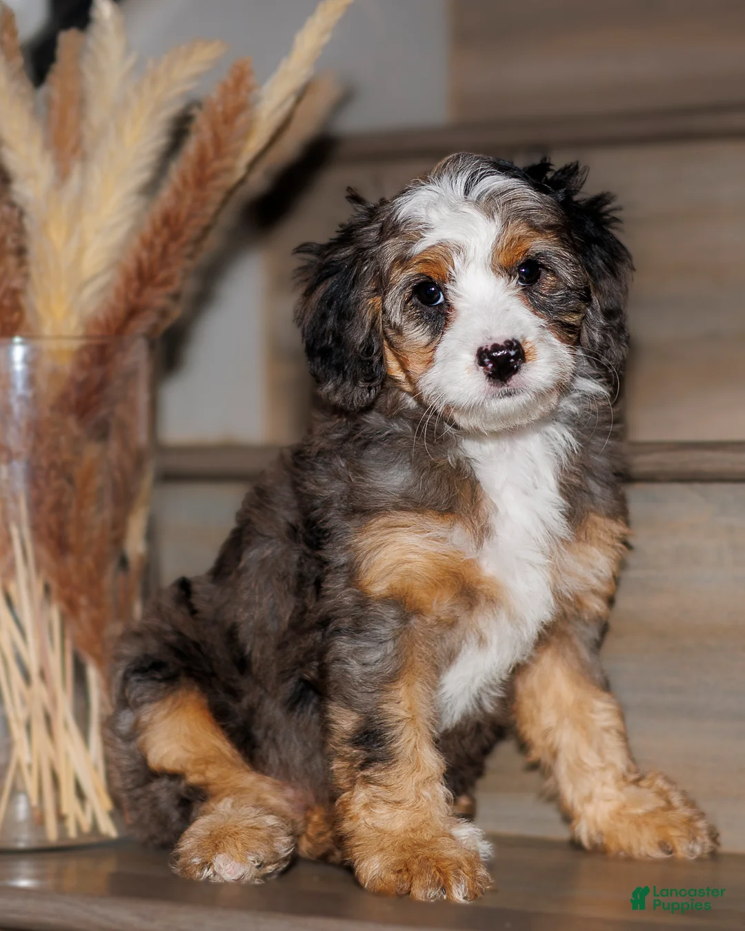 Mixed Breed dogs for sale: The Queen Sandra - Ad 2