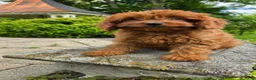 Cavapoo dogs for sale: Harvey - Ad 16
