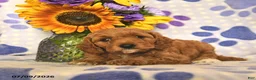Cockapoo dogs for sale: Ashley  - Ad 2