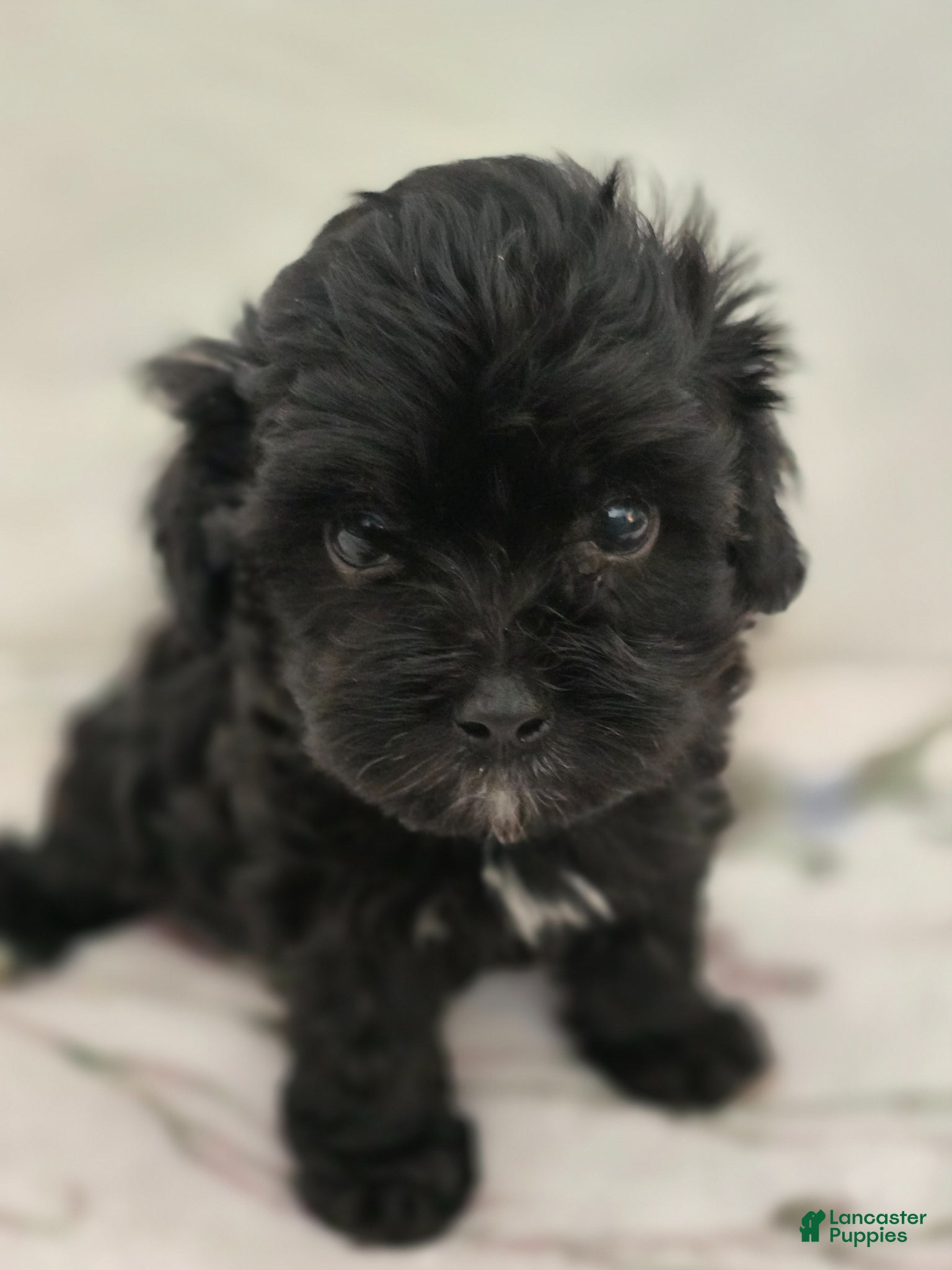 Maltipoo dogs Maltipoo Puppy 2 - Ad 5