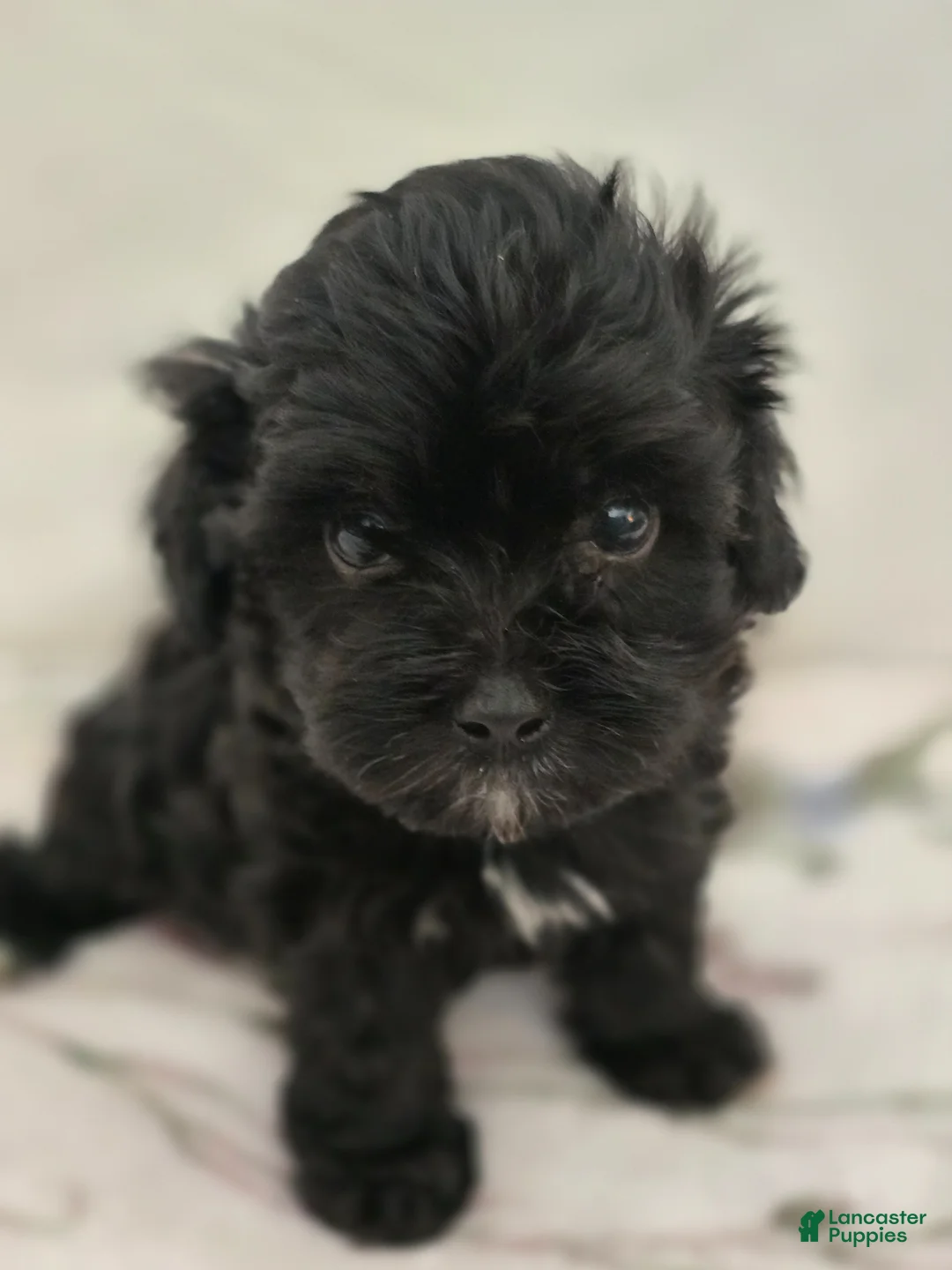 Maltipoo dogs for sale: Maltipoo Puppy 2 - Ad 1