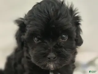 Maltipoo dogs Maltipoo Puppy 2 - Ad 5