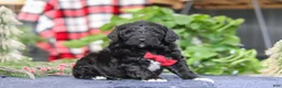 Portuguese Water Dog dogs for sale: Carson - Ad 4