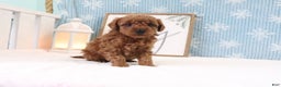 Miniature Poodle dogs for sale: Bronson - Ad 3