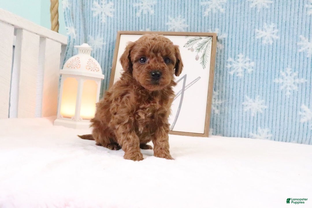 Miniature Poodle dogs for sale: Bronson - Ad 3
