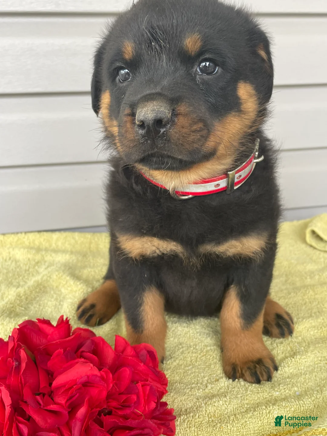 Rottweiler dogs for sale: Zeus - Ad 1