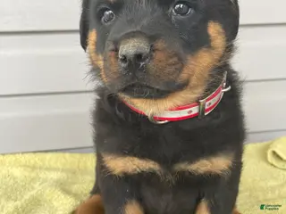Rottweiler dogs Zeus - Ad 9