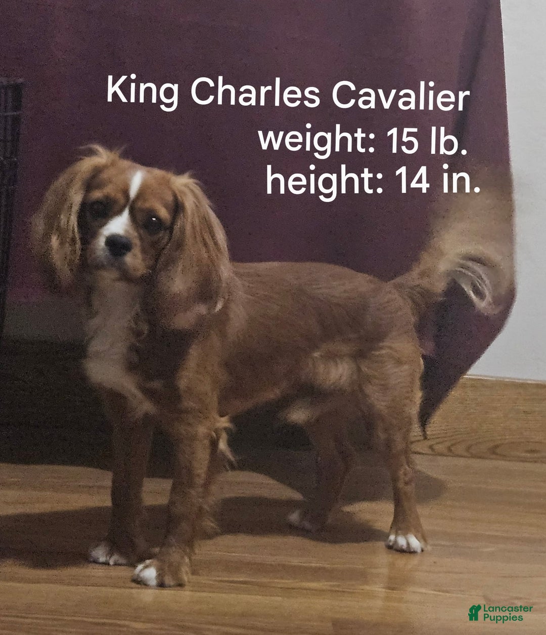 Mixed Breed dogs for sale: Bella  - Ad 10