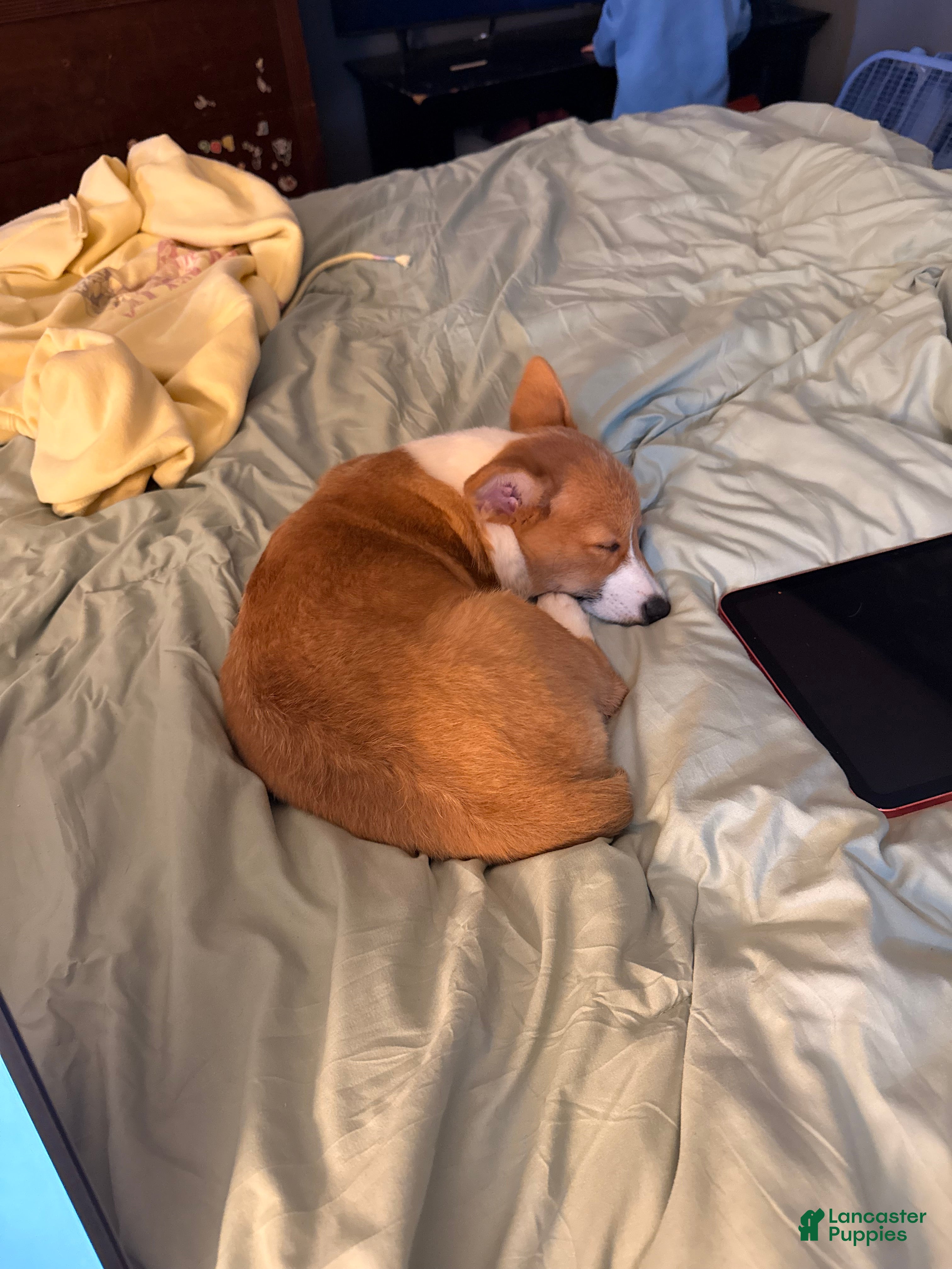 Welsh Corgi Pembroke dogs Welsh Corgi Pembroke Puppy 1 - Ad 32